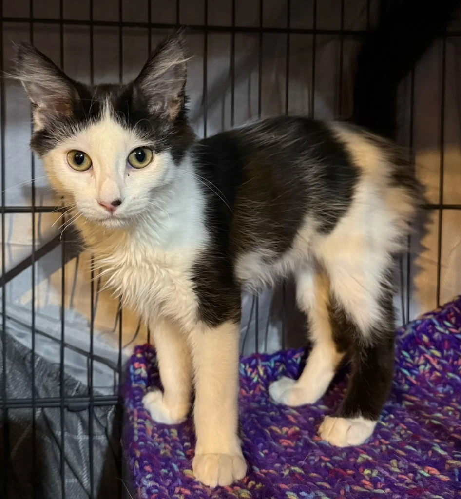 Pawmegranate In Foster