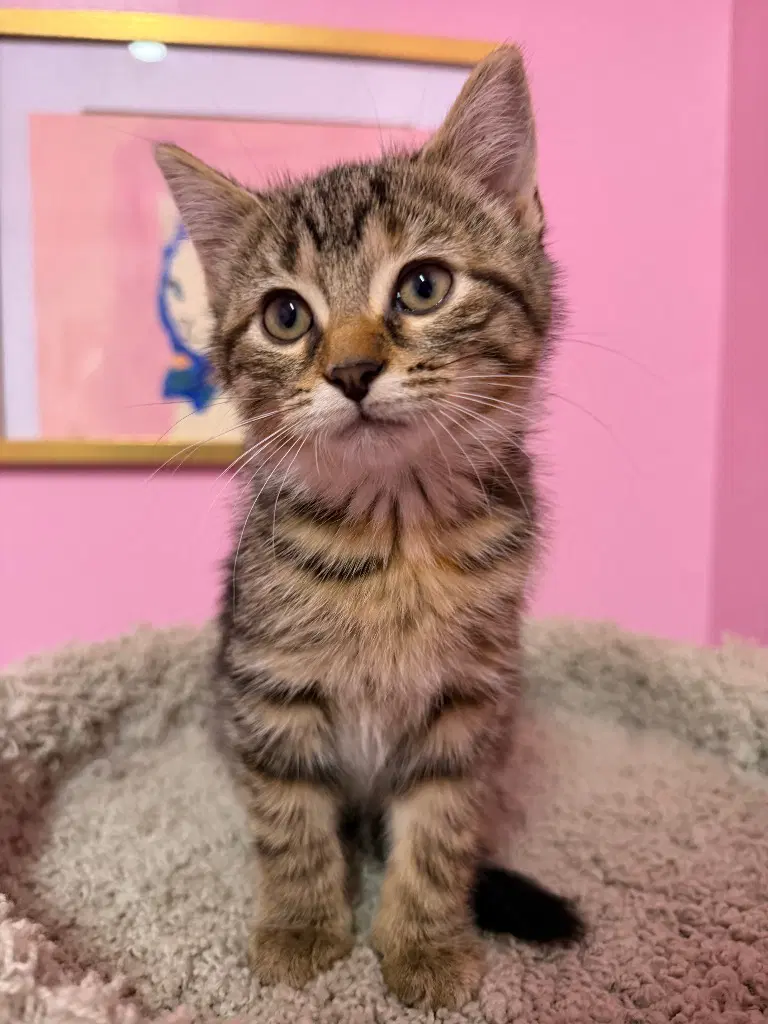 Hazelnut Hazel  In Foster - Domestic Short Hair