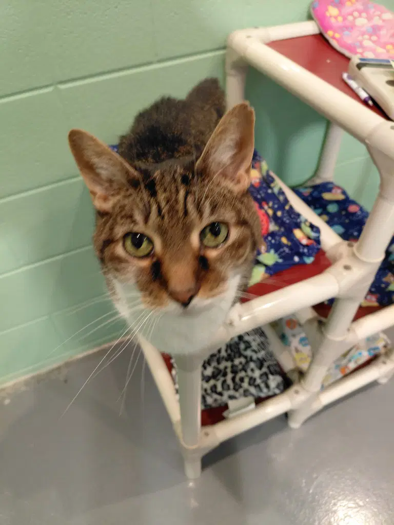 Calvin - Domestic Short Hair
