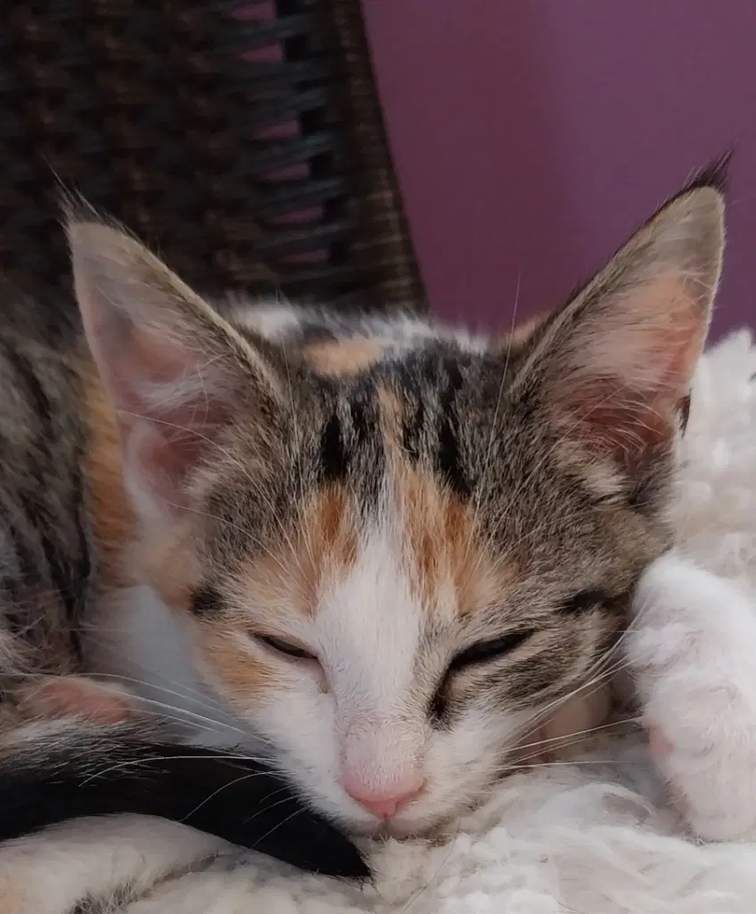 Bobbie  In Foster - Domestic Short Hair