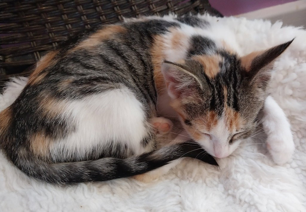 Bobbie * IN FOSTER *, photo 3