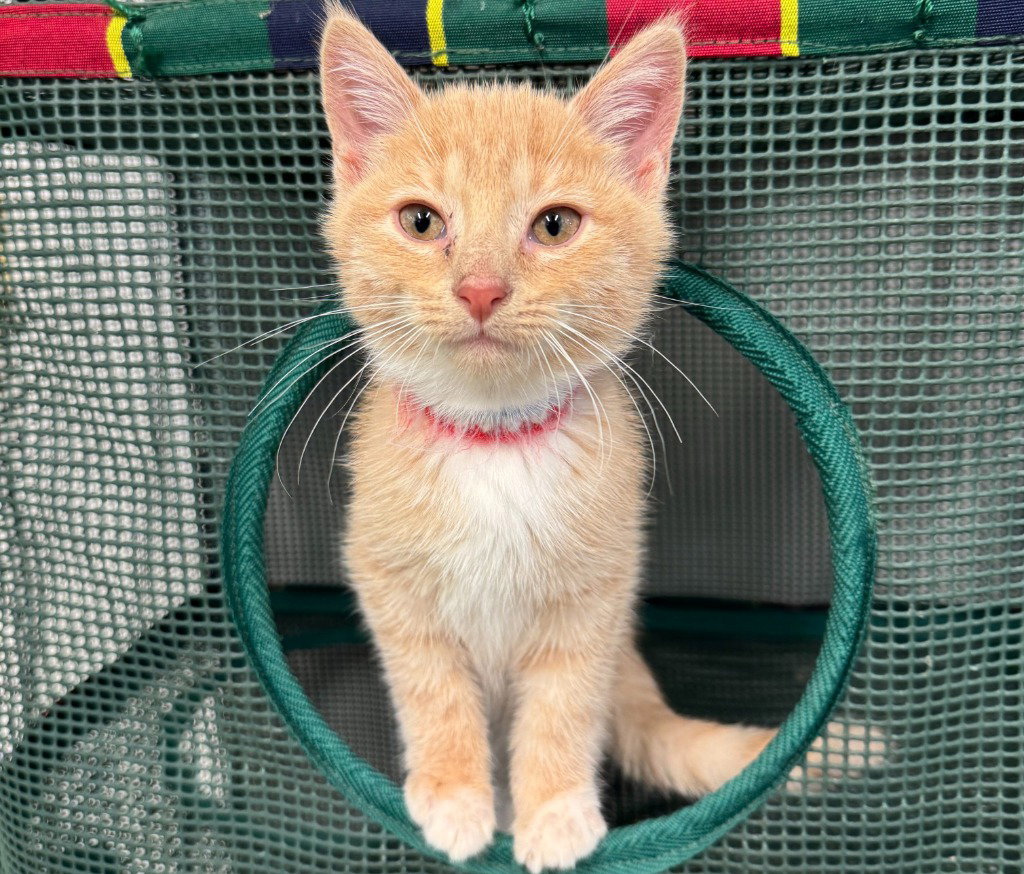 Syrup (formerly Justice), Domestic Short Hair