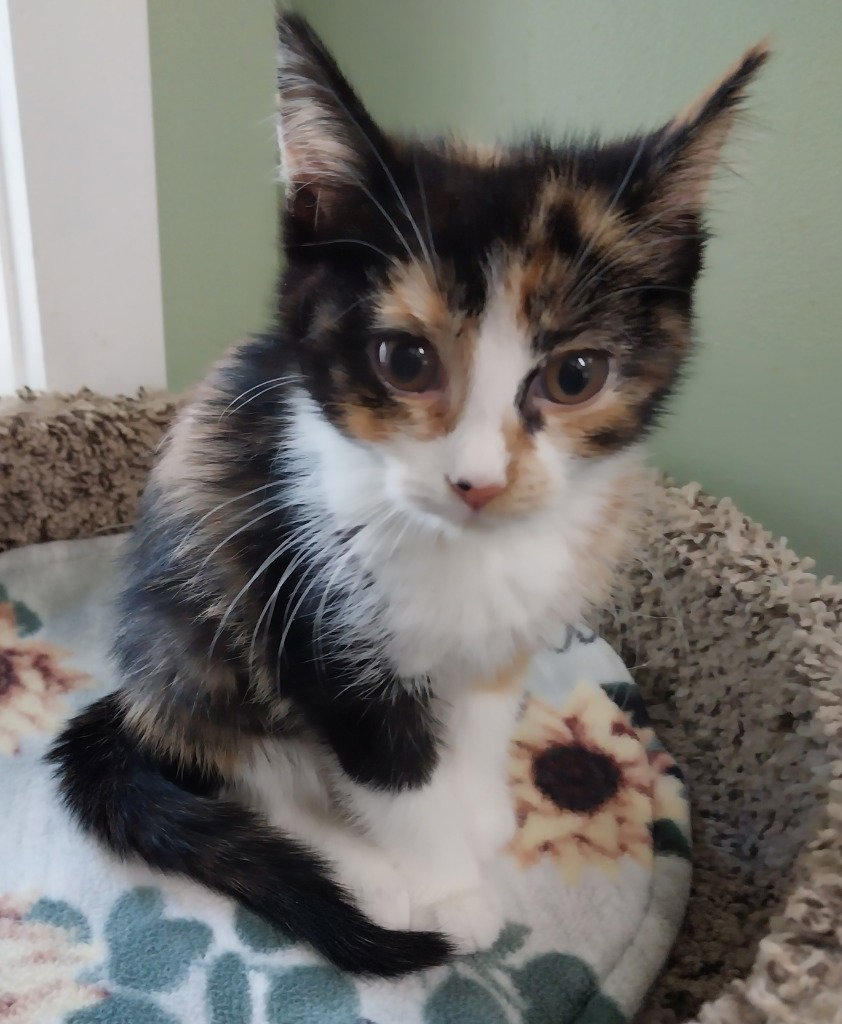 Maple (formerly Dorcas), Domestic Short Hair