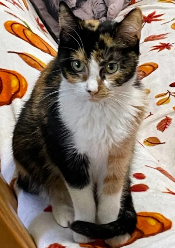 Maple Formerly Dorcas - Domestic Short Hair