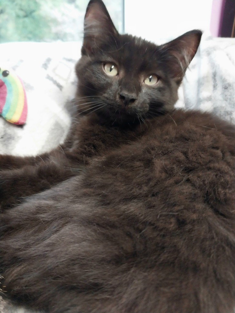 Murphy * IN FOSTER *, Domestic Short Hair
