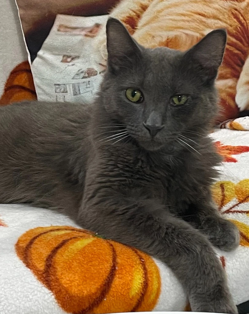 Jewel  In Foster