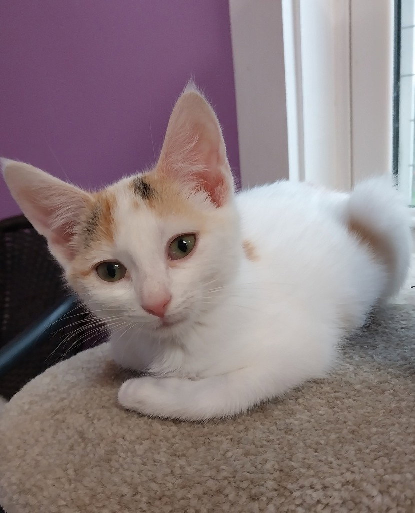 Bonnie * IN FOSTER *, Domestic Short Hair
