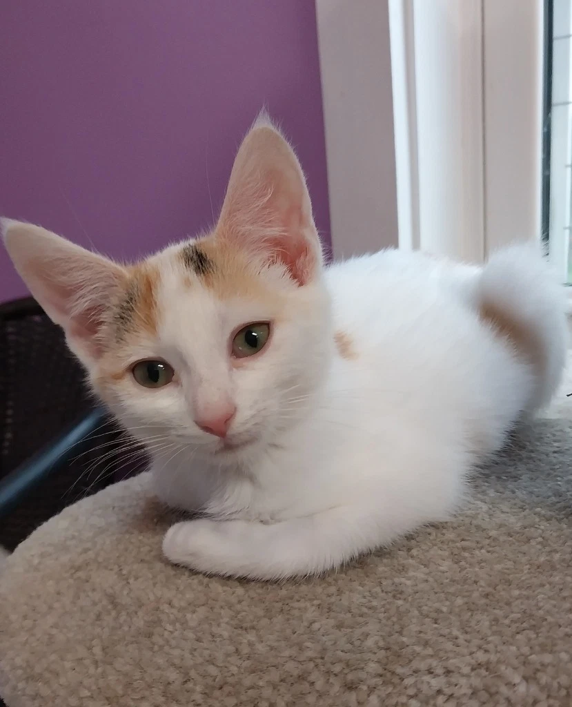 Bonnie  In Foster