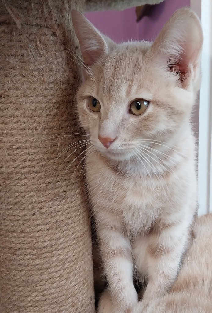 Xanthe * IN FOSTER *, Domestic Short Hair