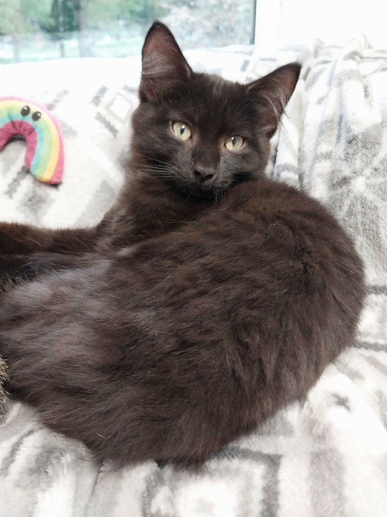 Spartacus * IN FOSTER *, Domestic Short Hair