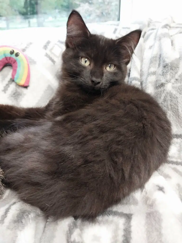 Spartacus  In Foster - Domestic Short Hair