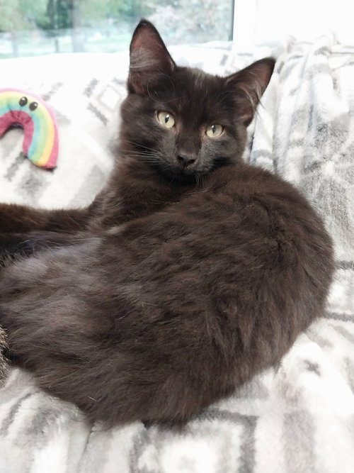Spartacus * IN FOSTER *