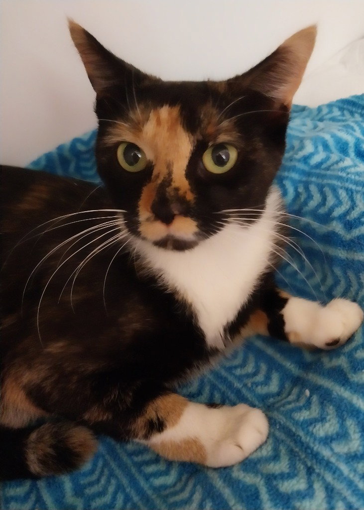 Zen * IN FOSTER *, Domestic Short Hair