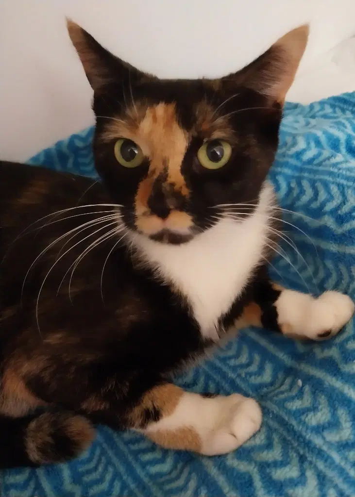 Zen  In Foster - Domestic Short Hair