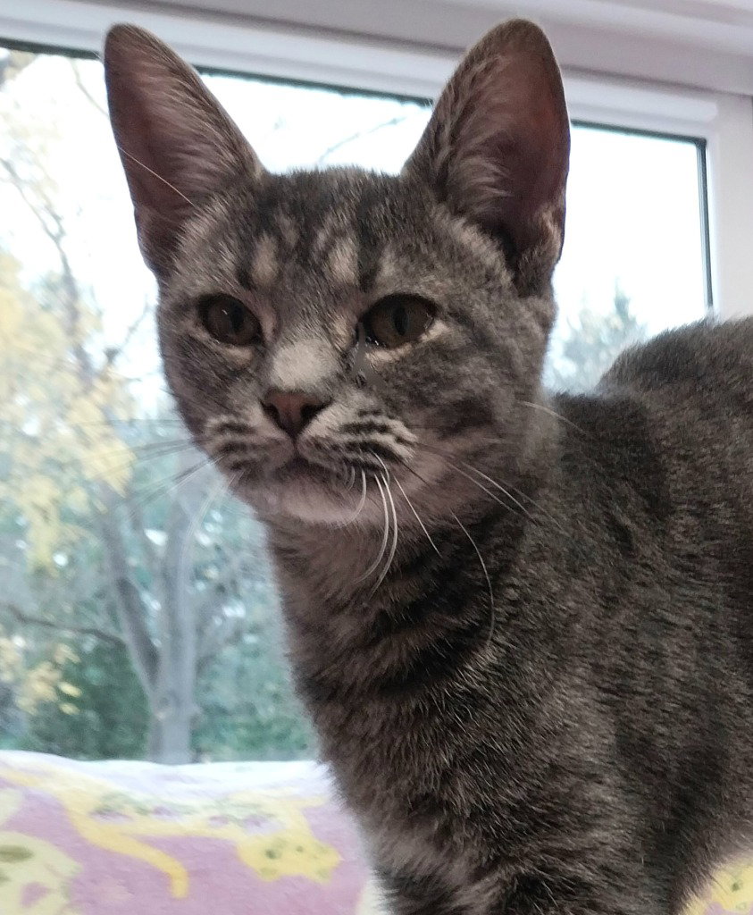 Zen * IN FOSTER *