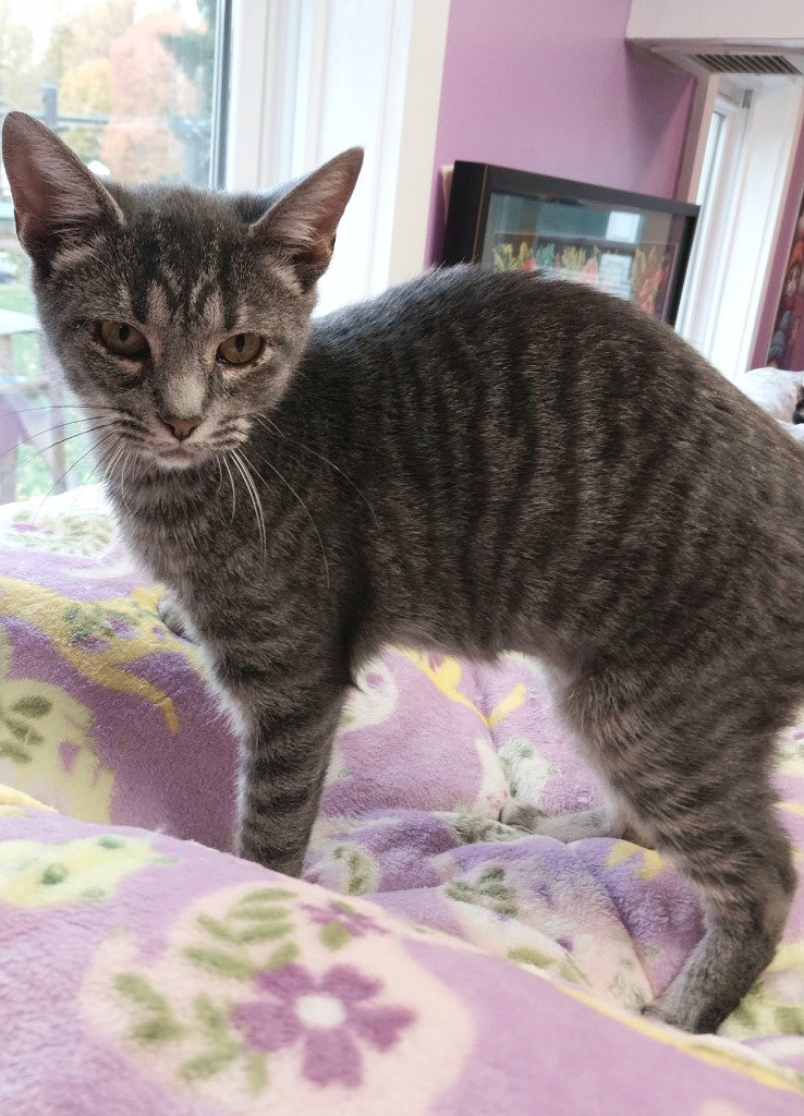Zen * IN FOSTER *, photo 3