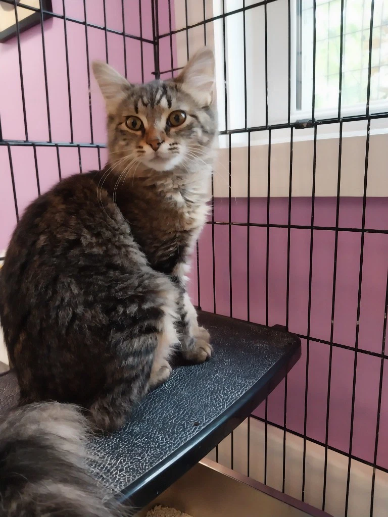 Thumbelina  In Foster