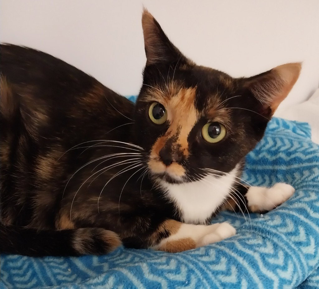 Dollyann * IN FOSTER *, Domestic Short Hair