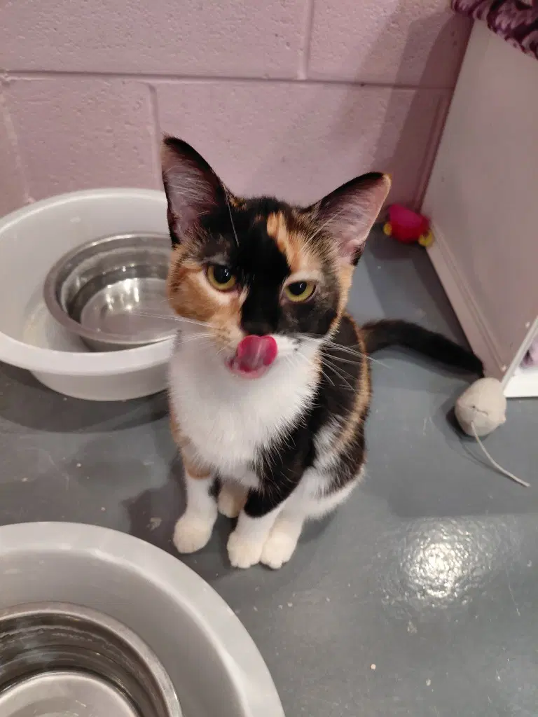 Truvy - Domestic Short Hair