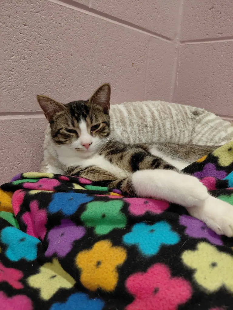Sparrow - Domestic Short Hair