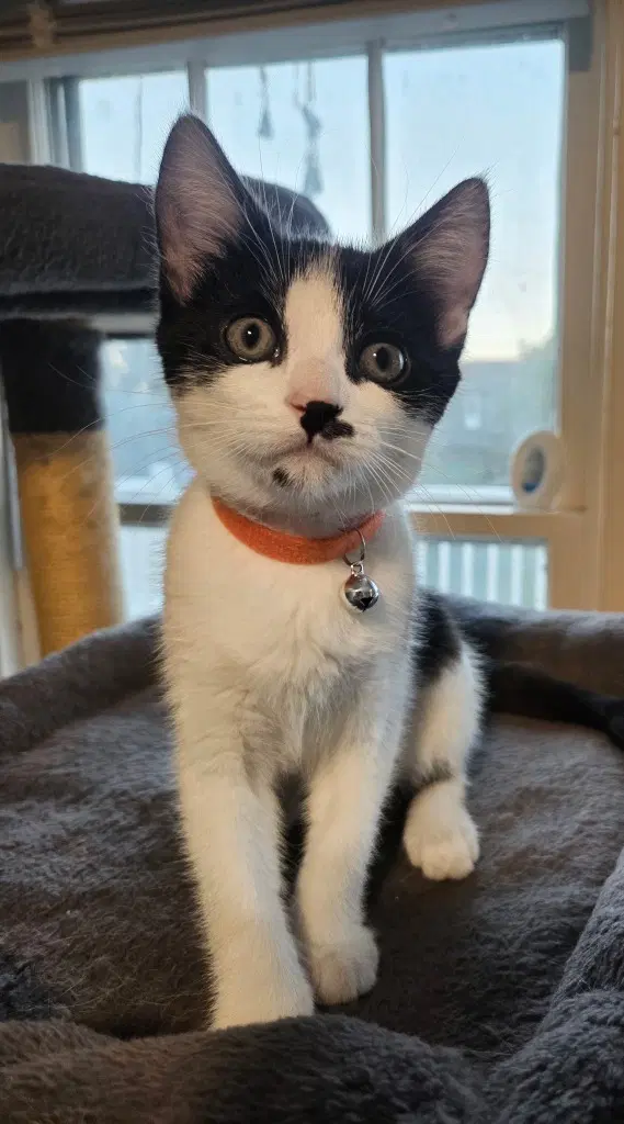 Gypsy In Foster - Domestic Short Hair