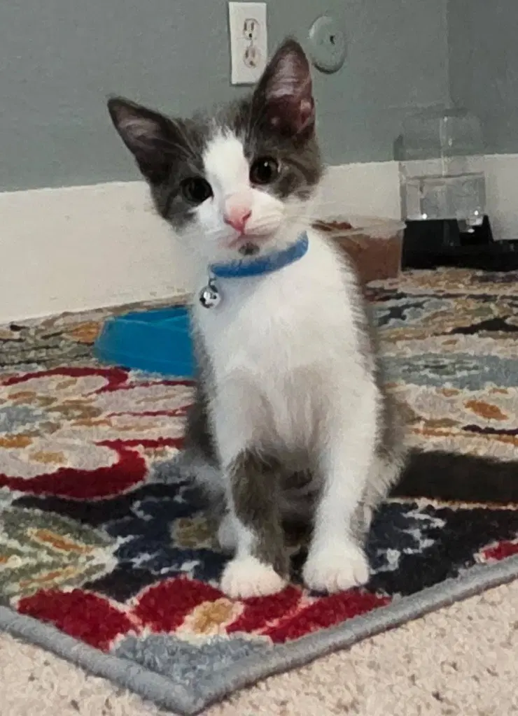 Jaxie In Foster - Domestic Short Hair
