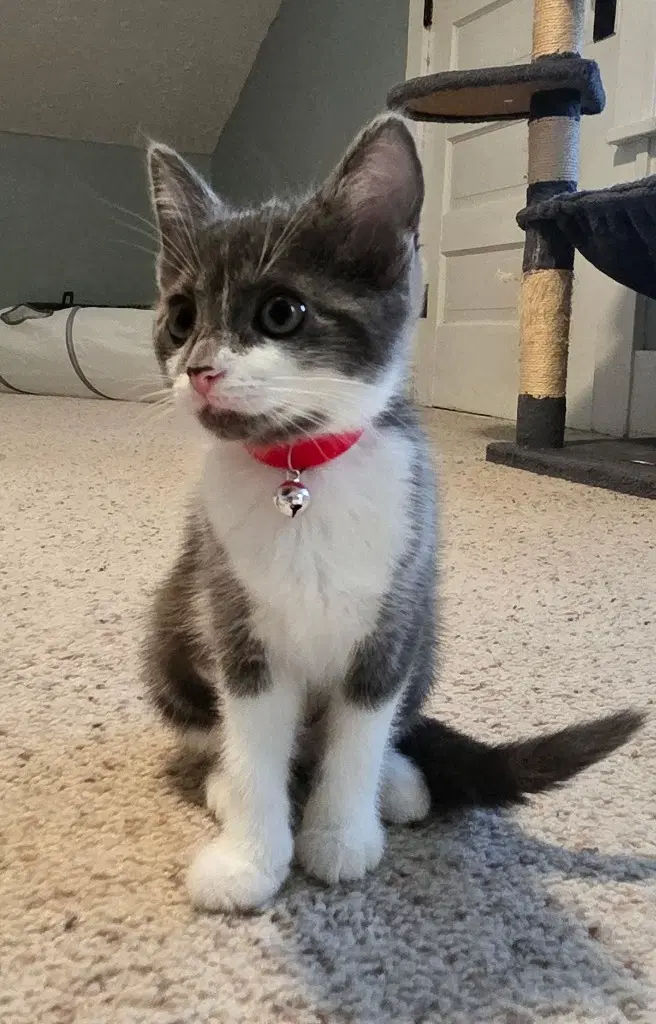 Ara In Foster - Domestic Short Hair
