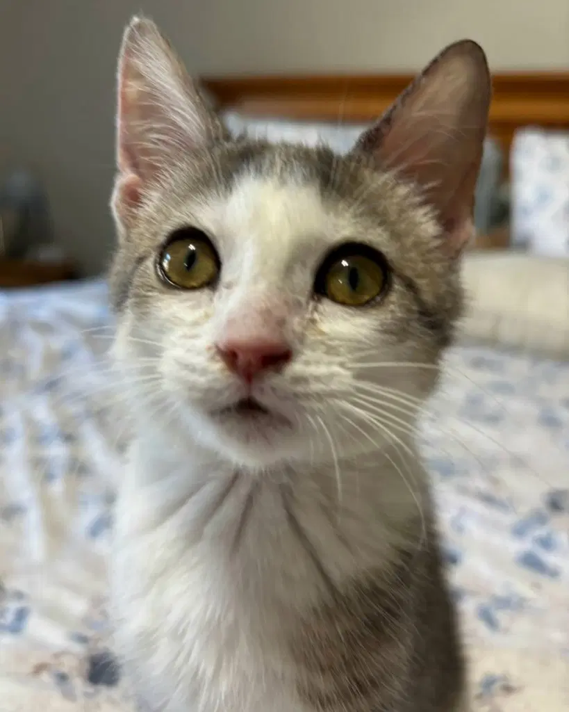 Frosty In Foster - Domestic Short Hair