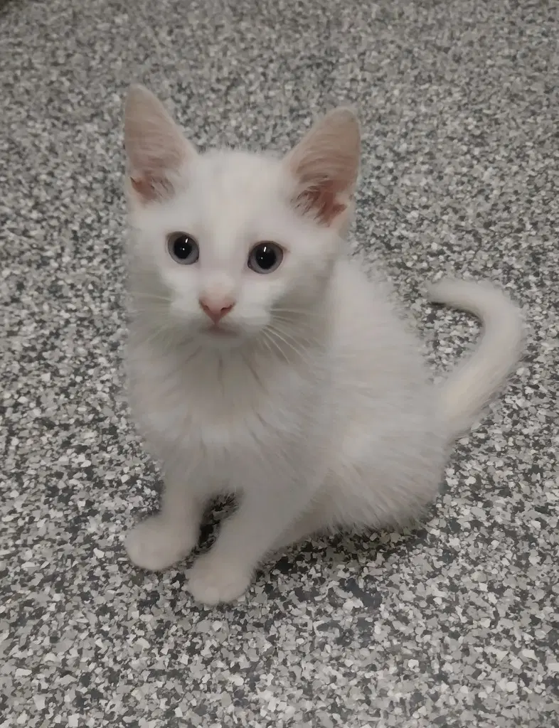 Rick  In Foster - Domestic Short Hair