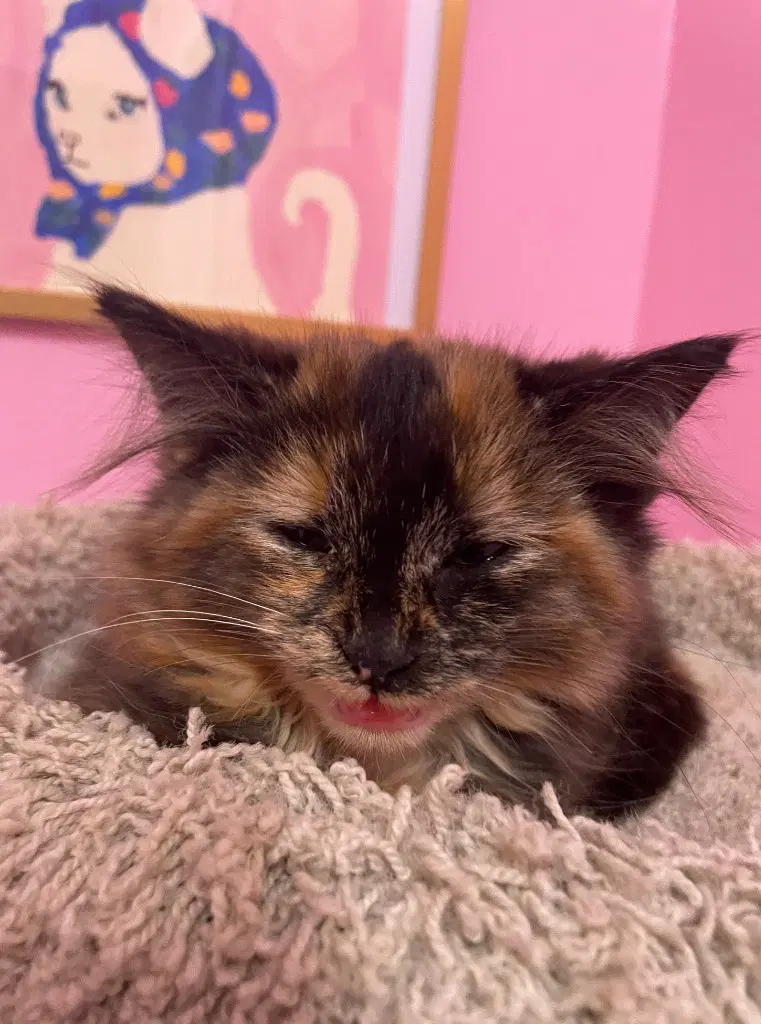 Gypsie - Domestic Short Hair