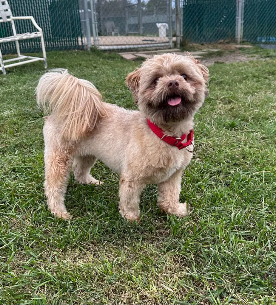 Chewbacca - Shih Tzu
