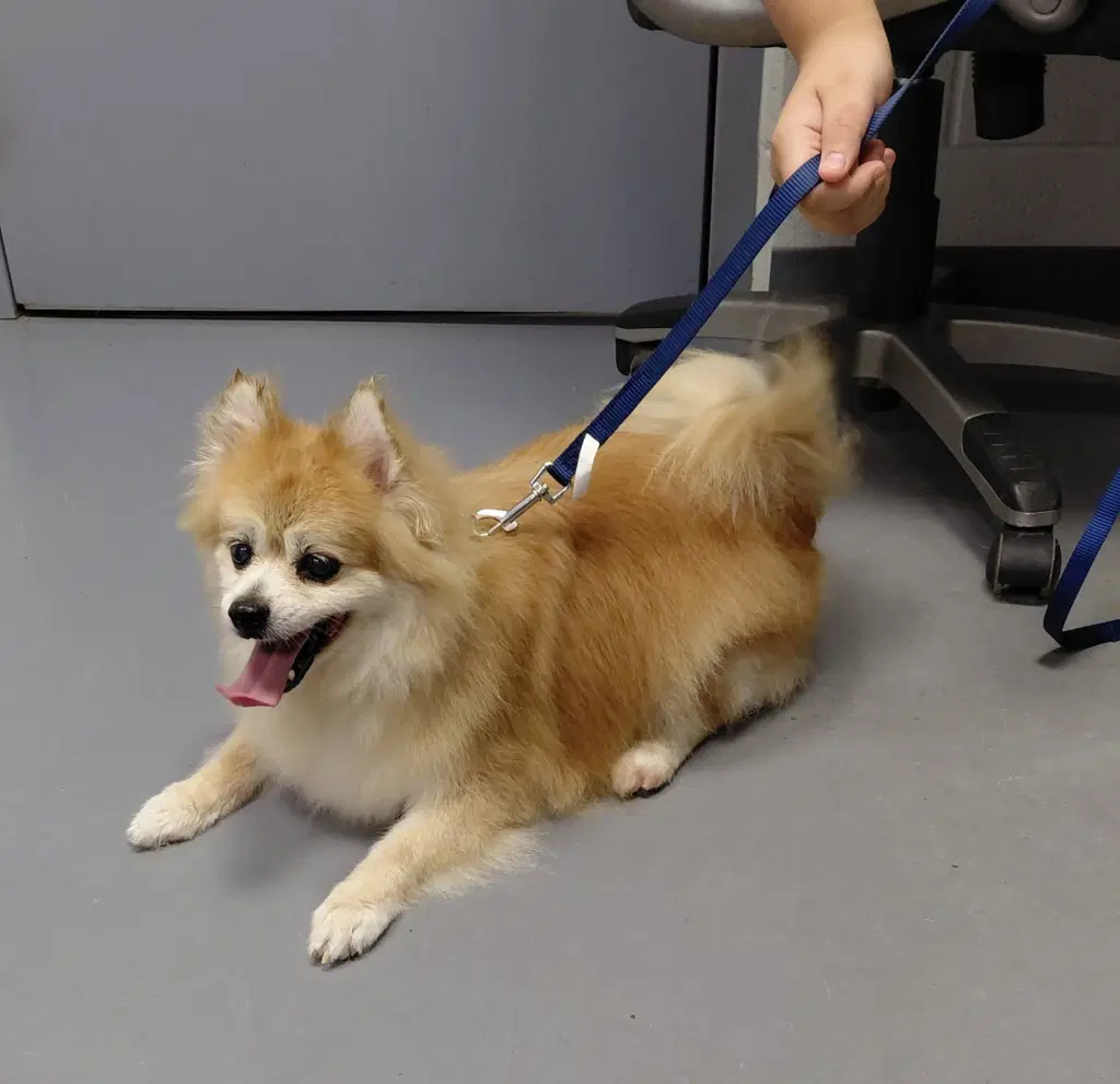 Bijou - In A Foster Home - Pomeranian
