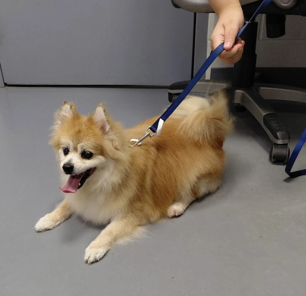 Bijou - In A Foster Home