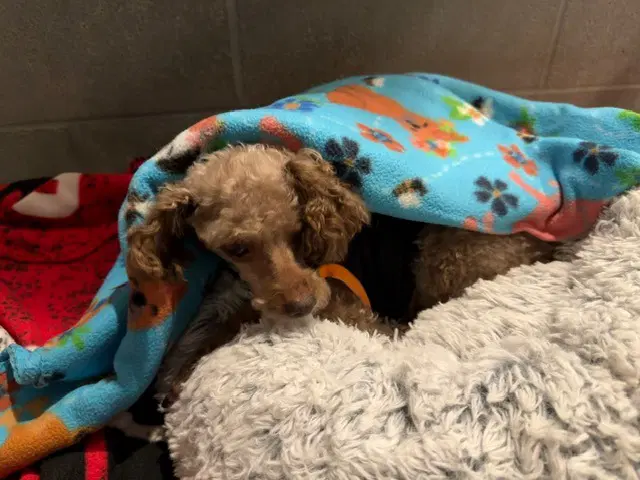 Curly - Poodle (unknown type)