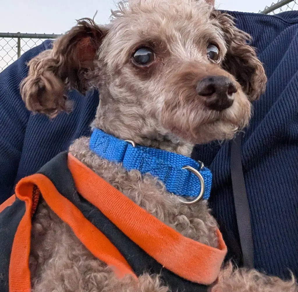 Curly - Poodle (unknown type)