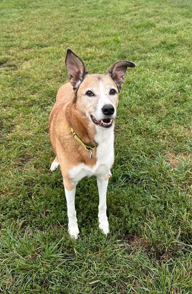 Penny Lane - Collie