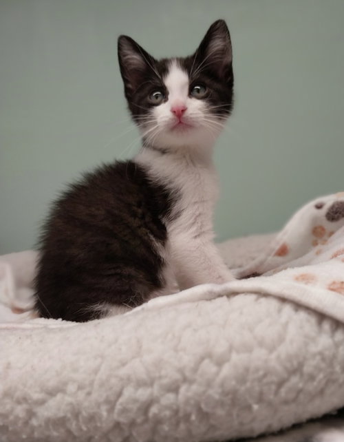 Parker IN FOSTER, a male kitten up for adoption
