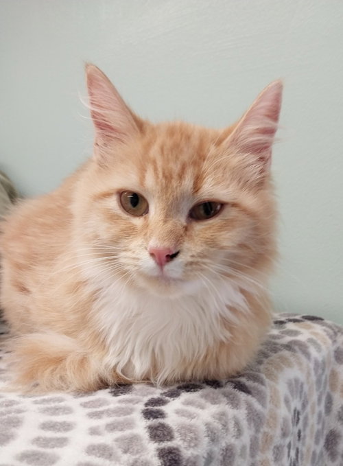 Linus IN FOSTER, a male kitten up for adoption