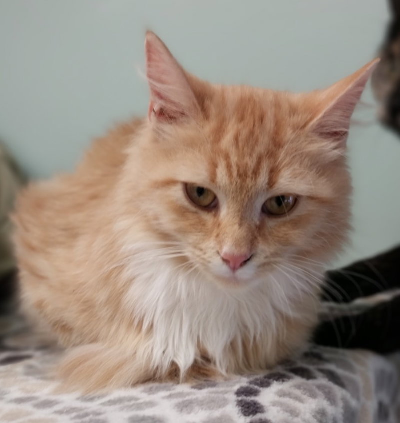 Linus IN FOSTER, photo 2