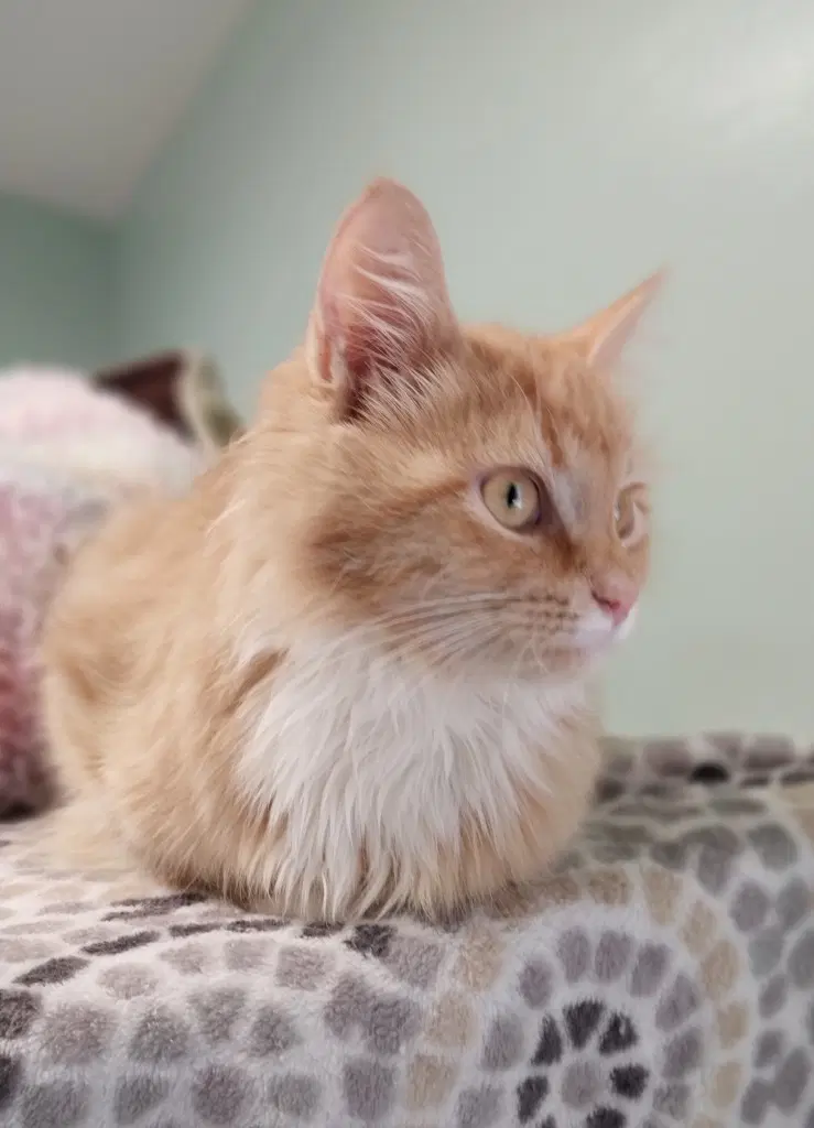 Linus  In Foster image 3