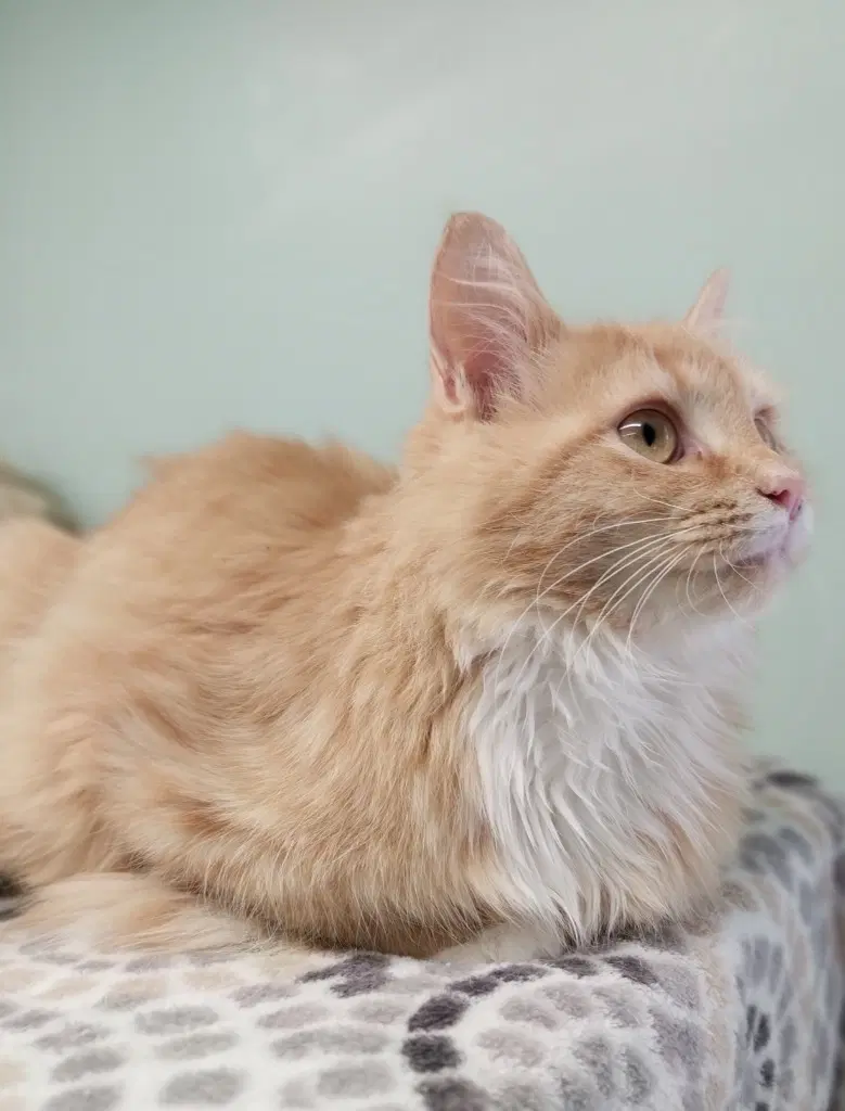 Linus  In Foster image 4