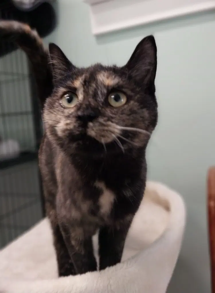 Lucy  In Foster image 3