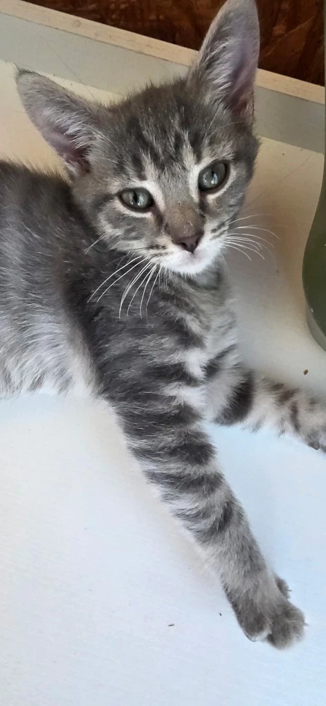 Jasper In Foster