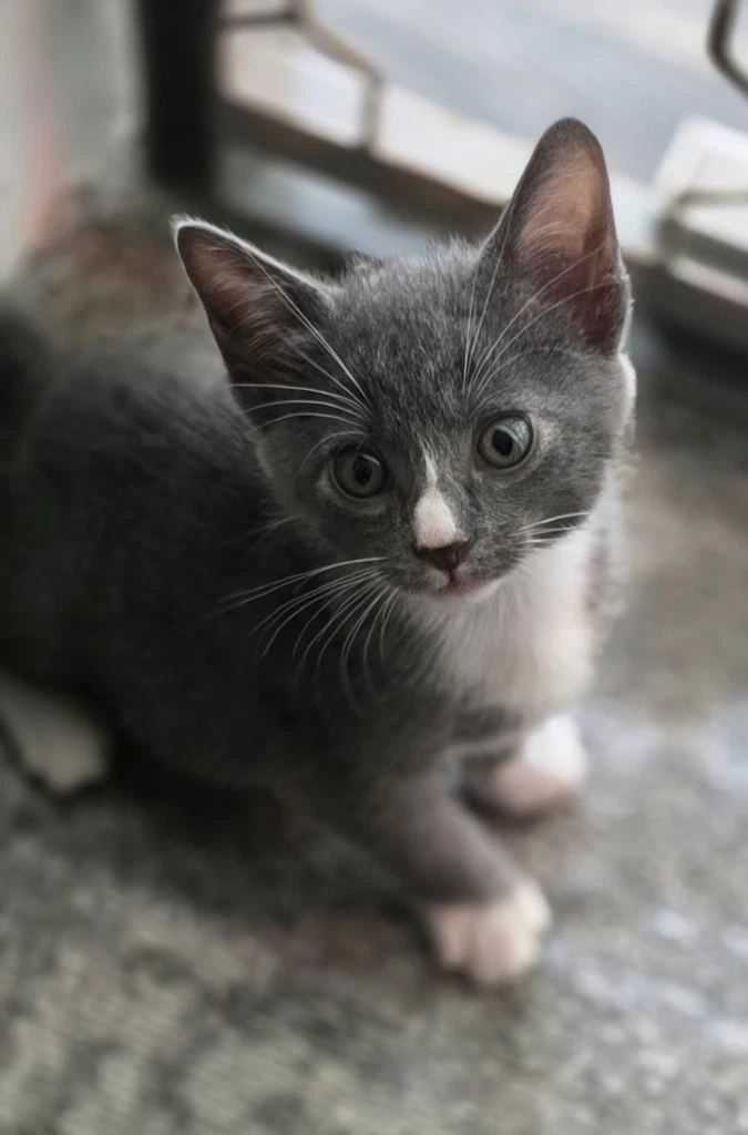 Nico In Foster