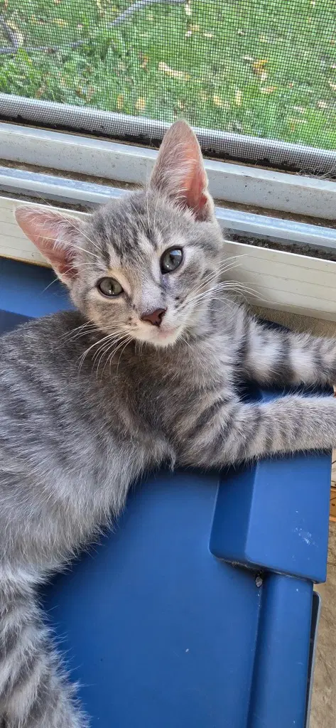 Jupiter In Foster - Domestic Short Hair