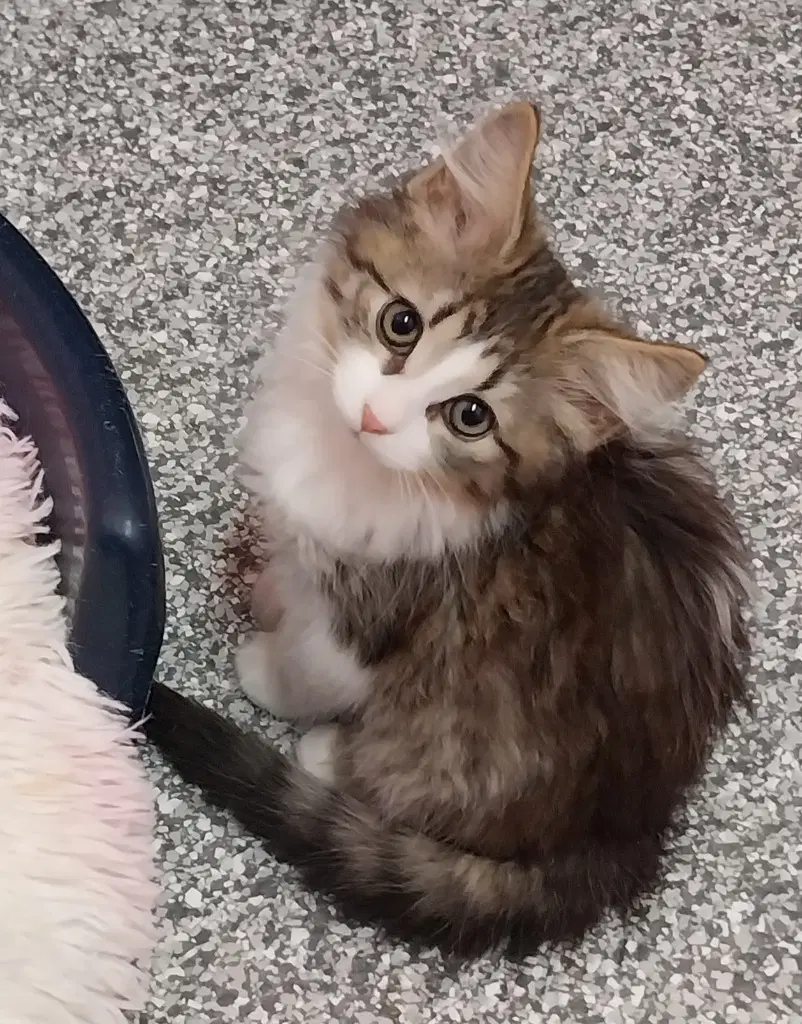 Sabrina  In Foster - Domestic Short Hair