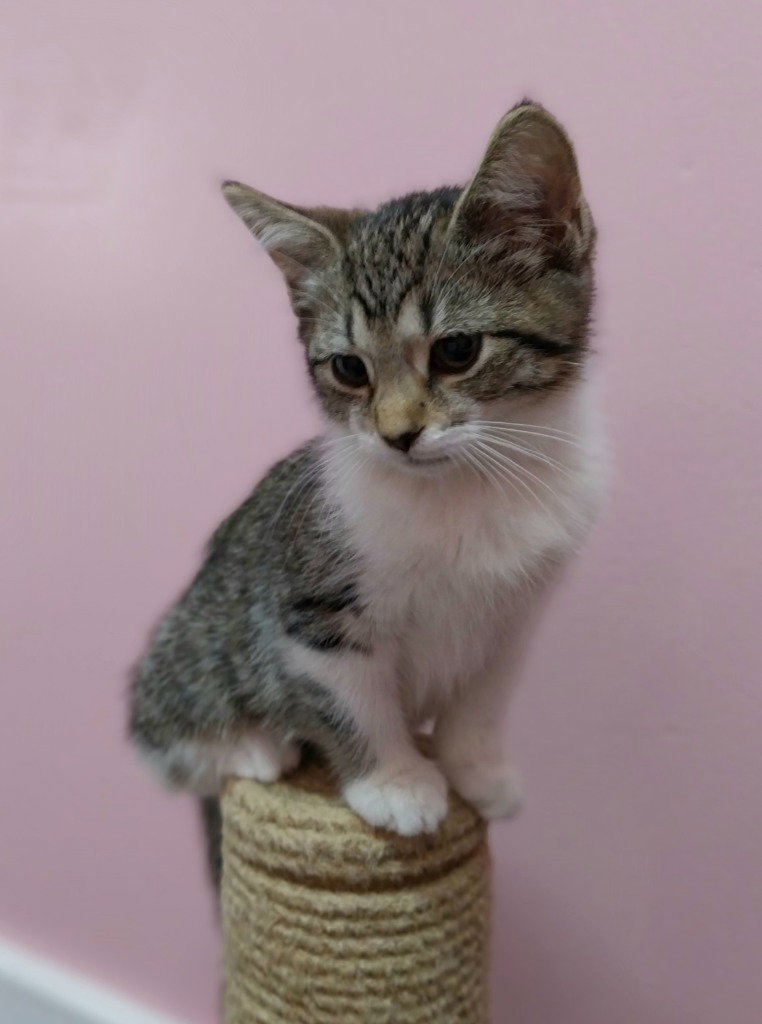 Sabrina * IN FOSTER *