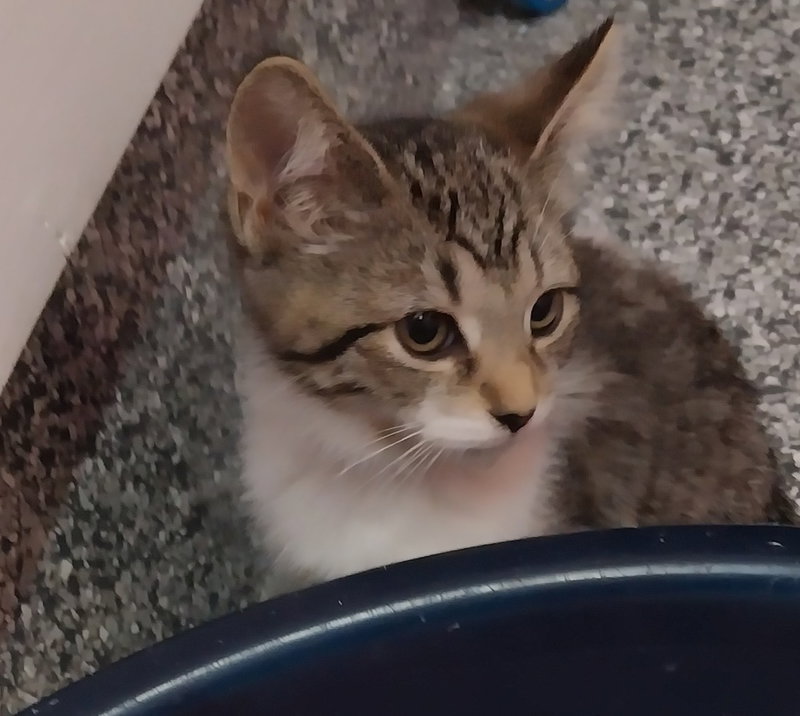 Sabrina IN FOSTER, photo 2