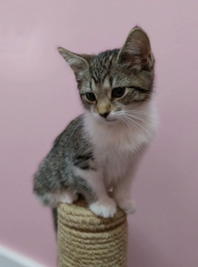 Farrah  In Foster