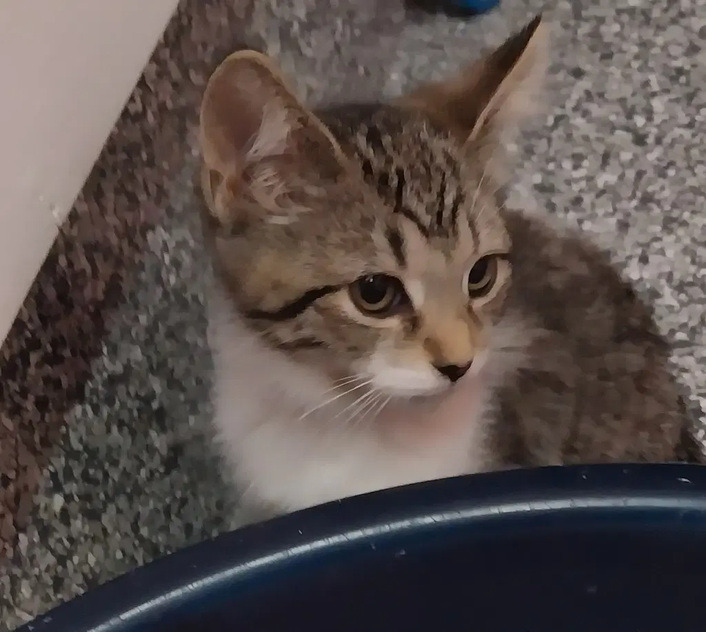 Farrah  In Foster image 2